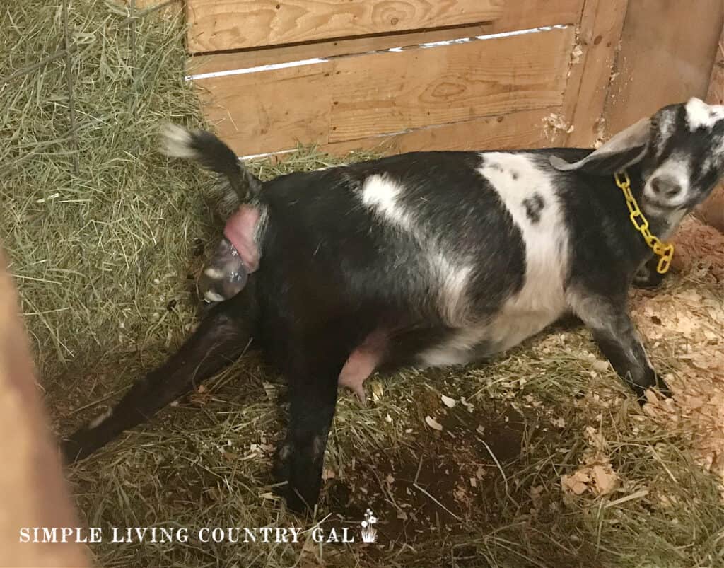 a black and white goat giving birth to a kid