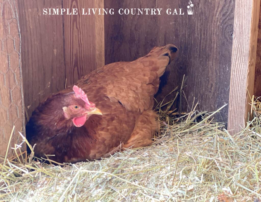 a chicken sitting on an egg