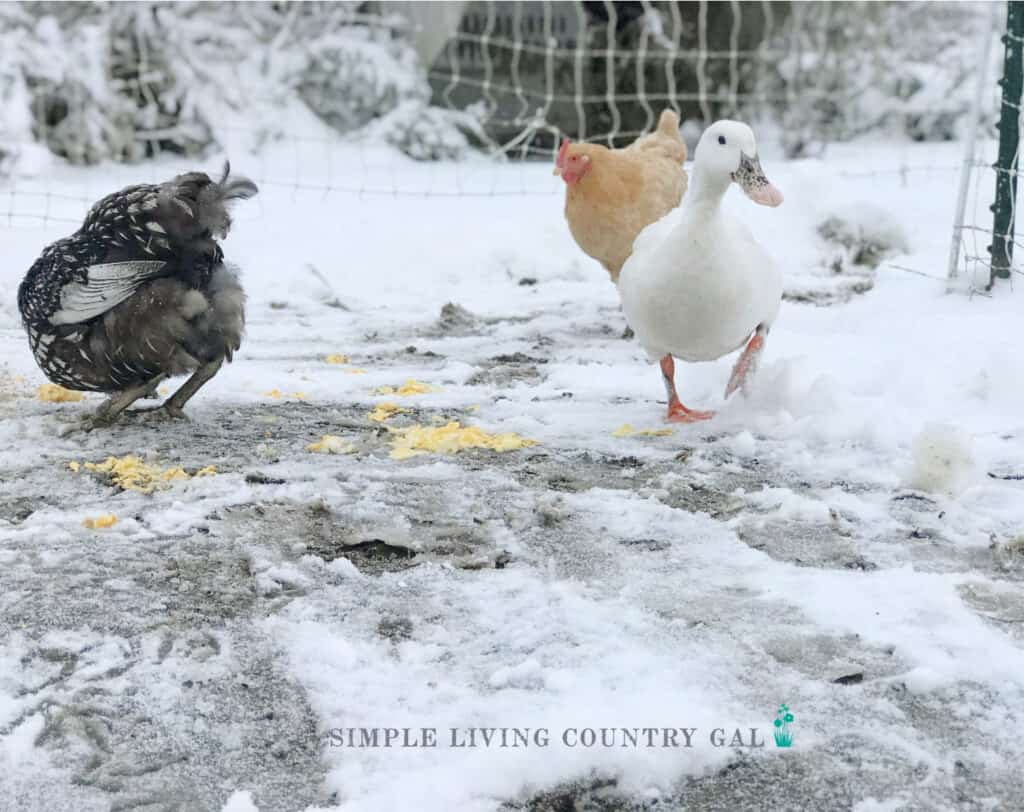 a duck and two chickens out in the snow