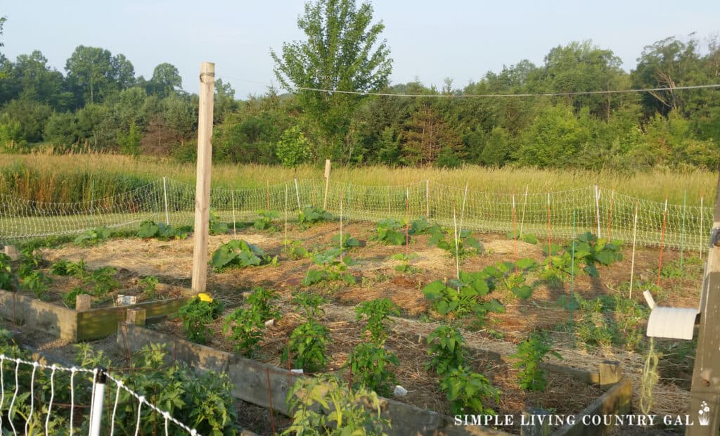 a large garden planted with tomatoes and pepper plants in raised beds. 