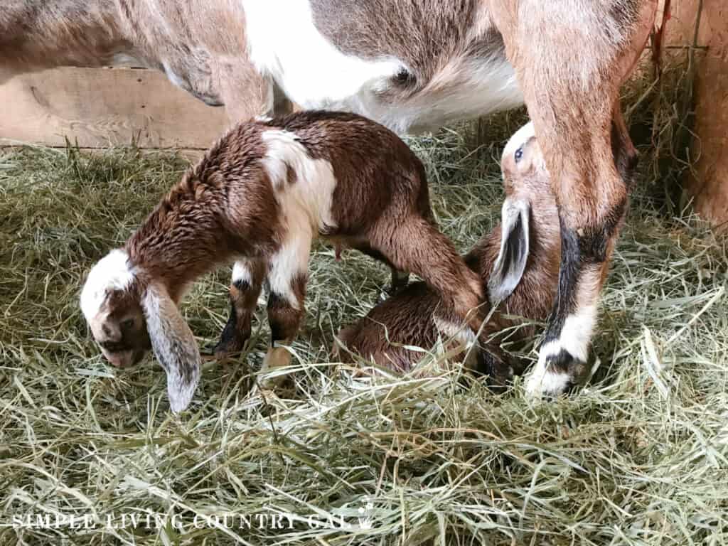 a mom goat with her 2 newborn kids in a barn stall