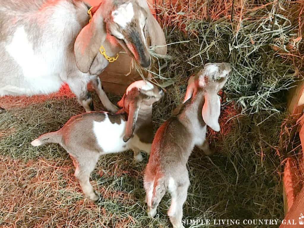 a mom goat with her young kids eating hay in a stall