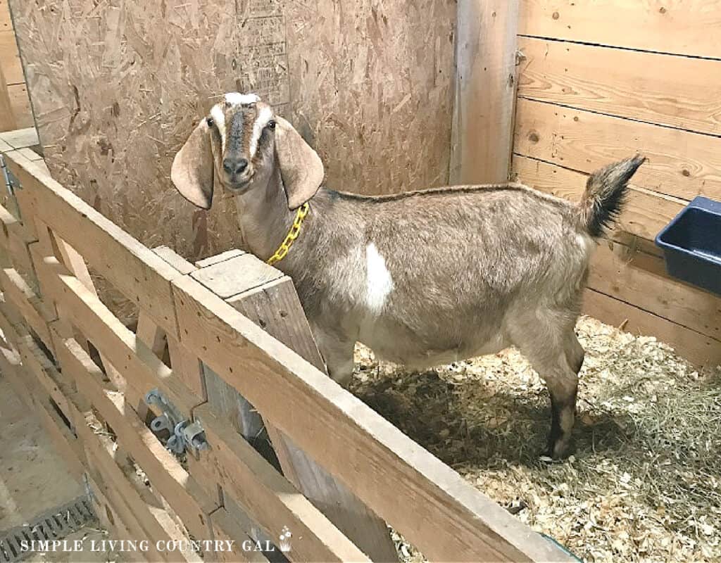 an american nubian goat in a goat stall of a barn