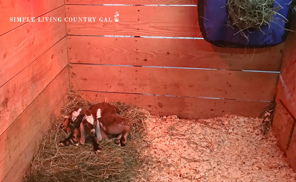 baby goats lying on a patch of hay in a birthing stall