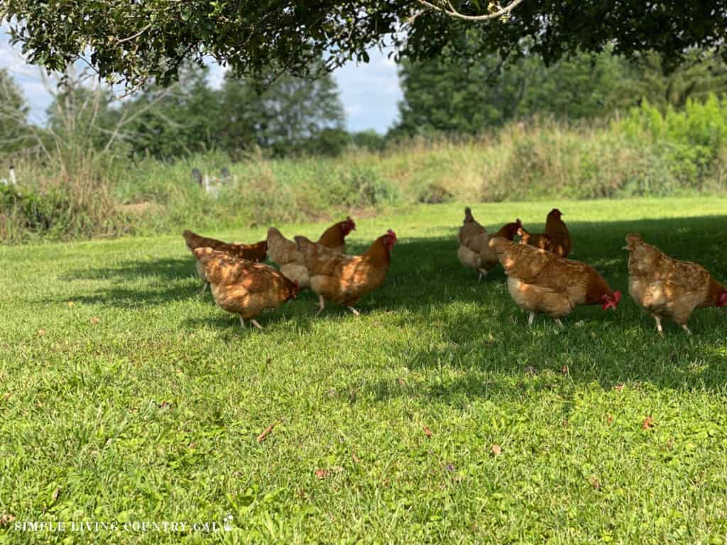a flock of chickens in the green grass