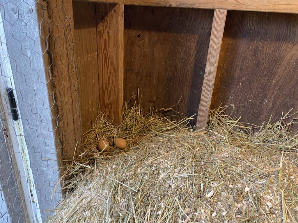 eggs in a winter chicken coop