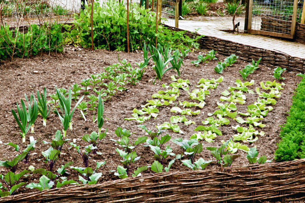 Very tidy vegetable patch