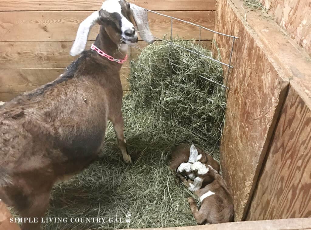 a doe goat with her young newborn twin kids in a stall (1)