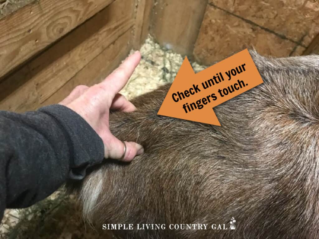 a hand pinching the back end of a female goat