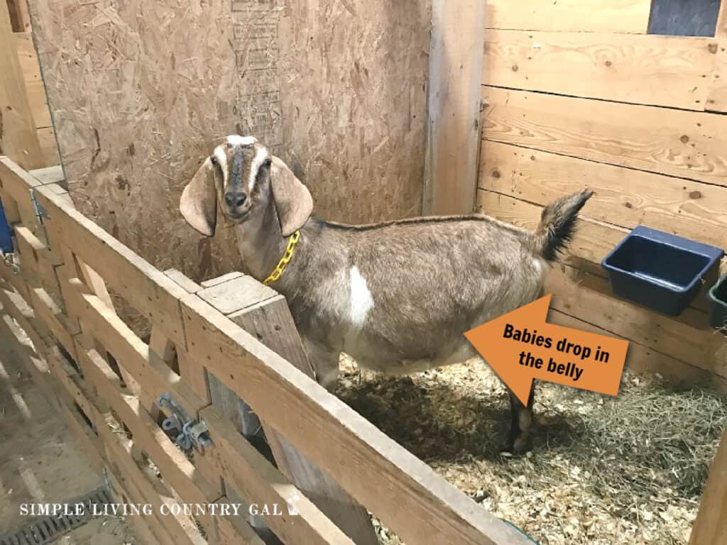 a nubian pregnant doe in a birthing stall looking at the camera