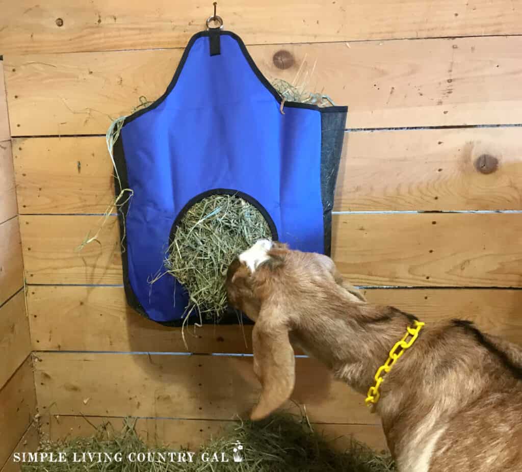 goat eating from a bag hay feeder 