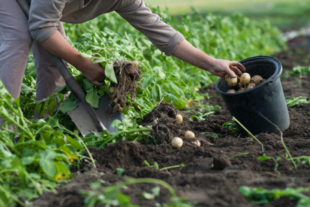 woman harvesting potatoes from a garden