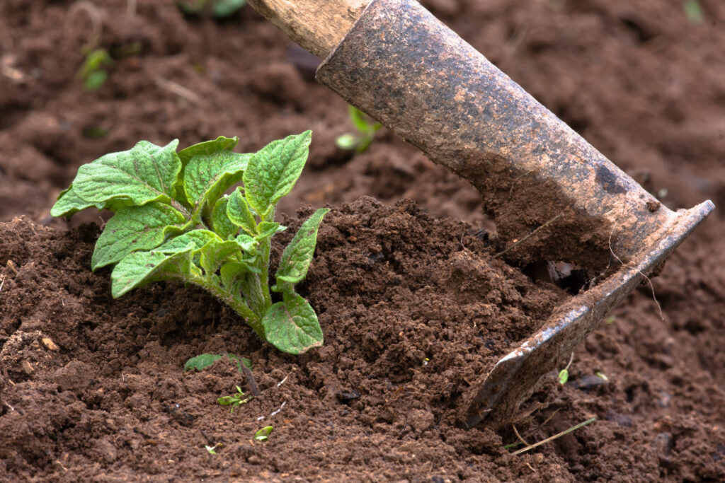 hilling potatoes with hoes in the garden