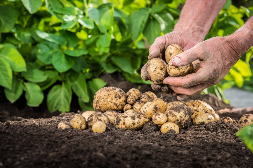 How To Plant & Grow New Potatoes - Harvest Baby Potatoes This Summer