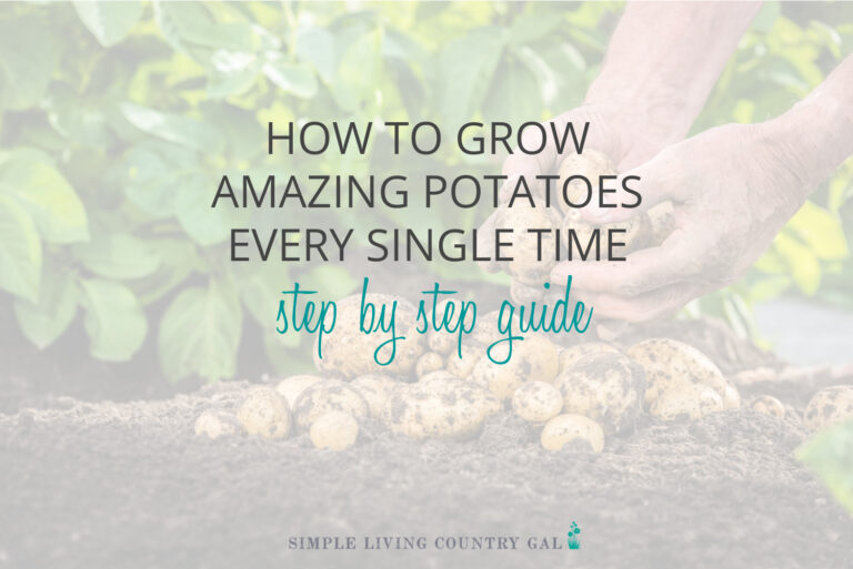 How to Grow Potatoes for Beginners