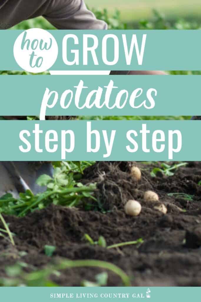 how to grow potatoes