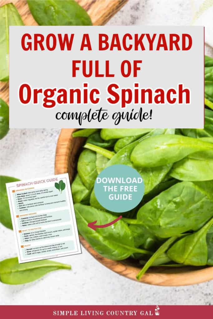how to grow spinach for beginners