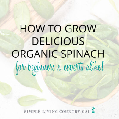 how to grow spinach for beginners