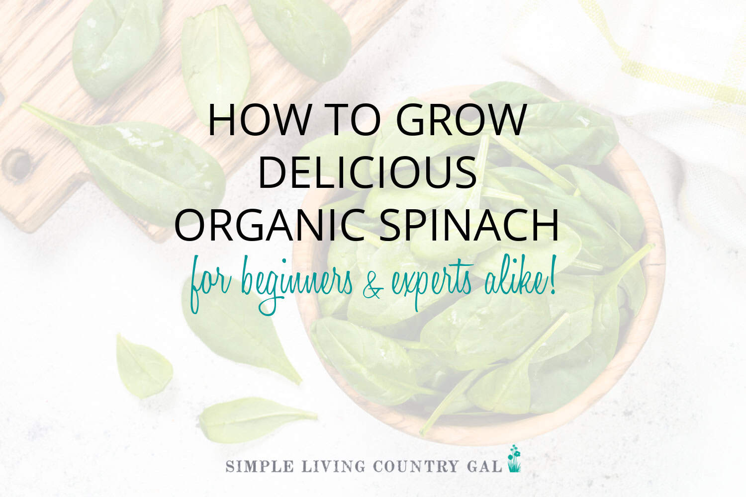 How to Grow Spinach for Beginners Simple Living Country Gal