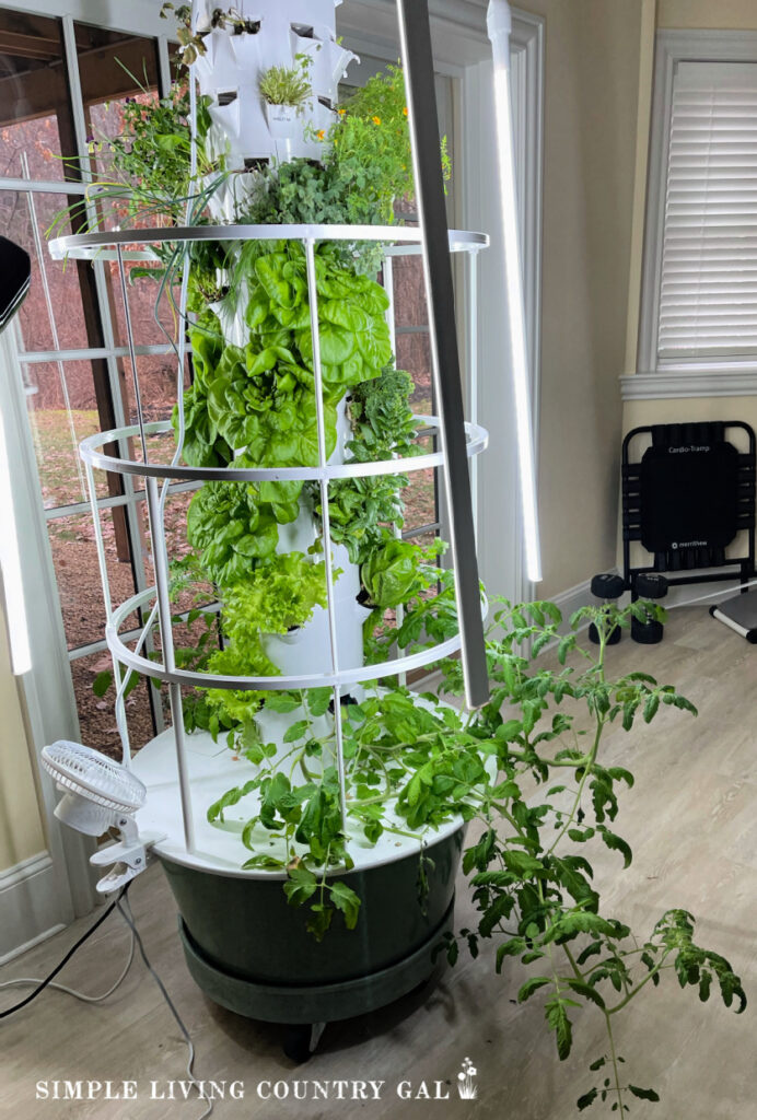 hydroponic indoor container garden full of fresh spinach