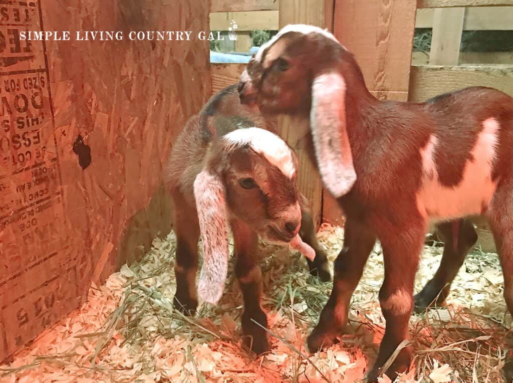 newly born Nubian goat kids standing in a barn stall copy