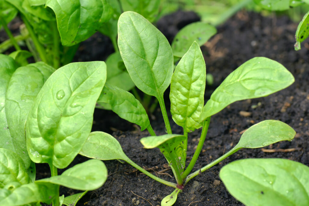 young spinach plant growing in a backyard garden