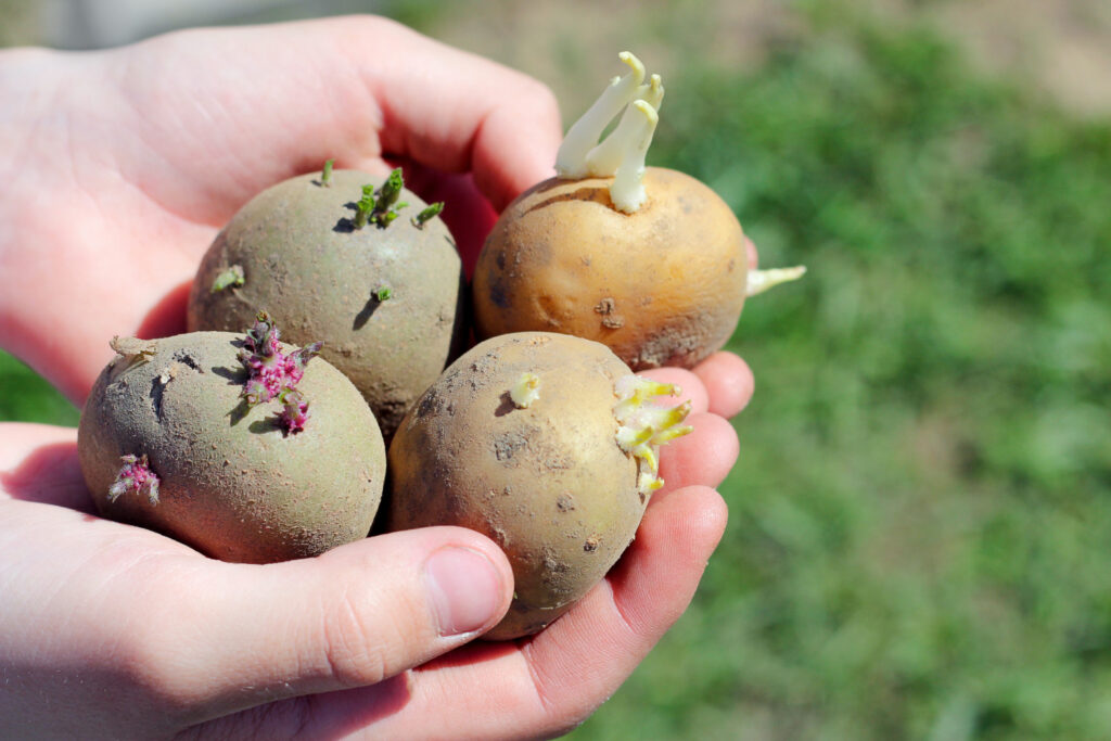 sprouted potatoes held in hand out in a garden-2