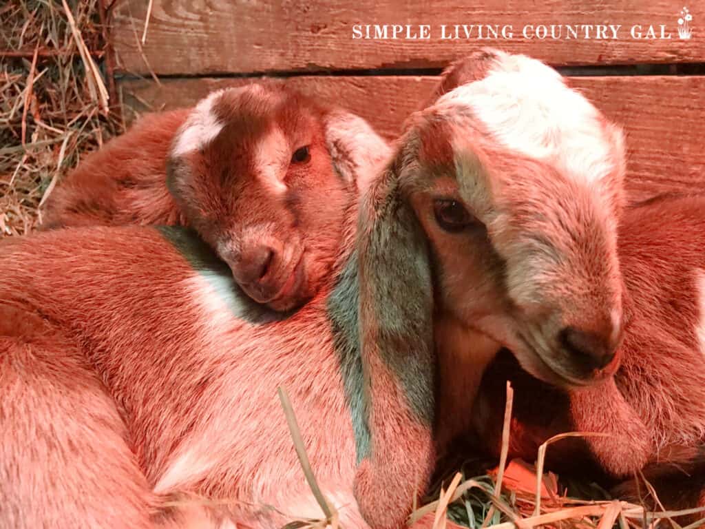 two baby goats sleeping in a pen