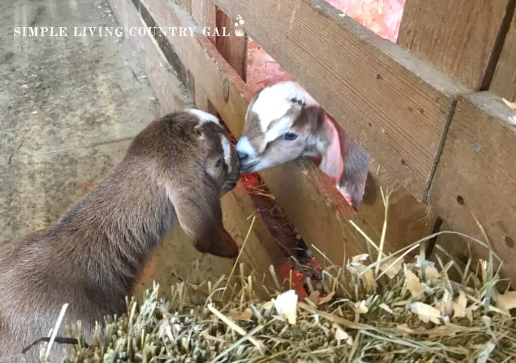 two goat kids kissing through a wooden fence