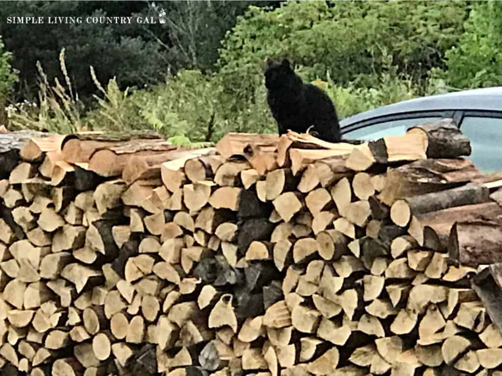 wood piles with a cat sitting on top