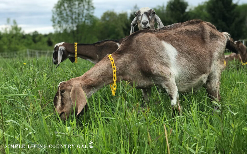 The Difference Between Straw And Hay - The Open Sanctuary Project