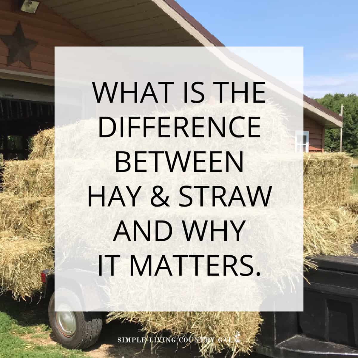 Straw vs Hay: What's the difference?Wells Brothers Pet, Lawn & Garden Supply