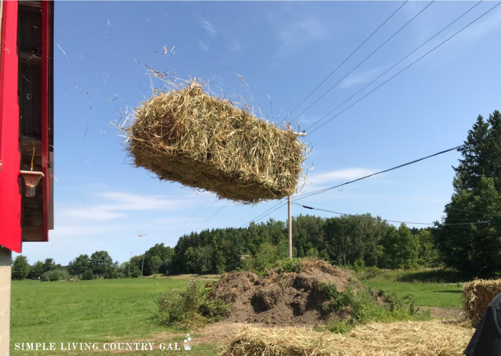 a hay bale tossed out of a red barn to a cart below. Difference between hay and straw