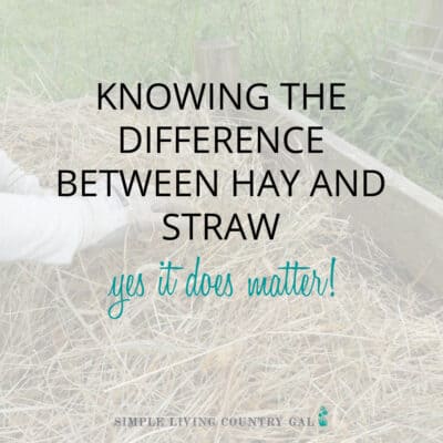 the difference between hay and straw