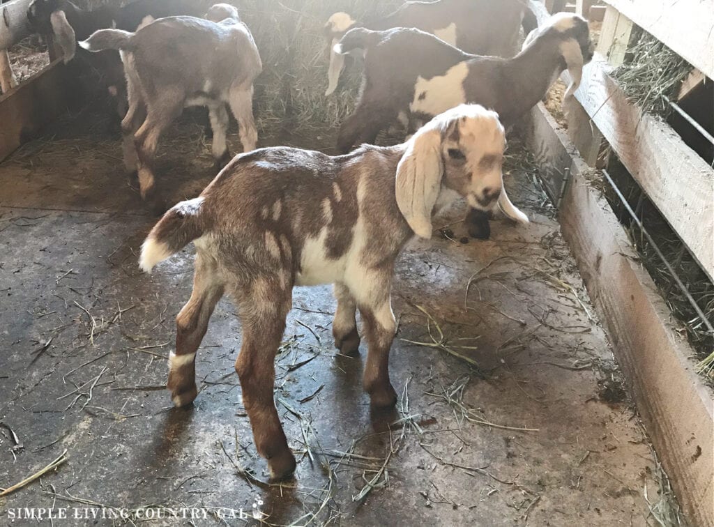 goat kids in the isle of a barn