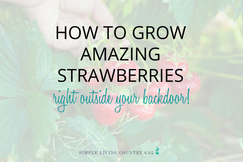 How to grow amazing strawberries every time!