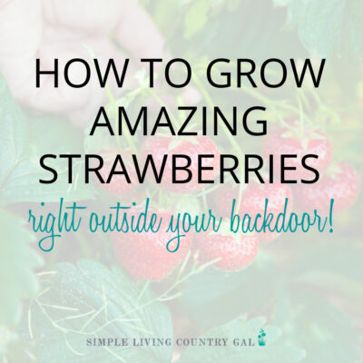 How to grow amazing strawberries every time!