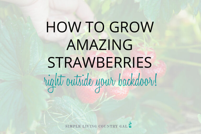 How to Grow Strawberries for Beginners