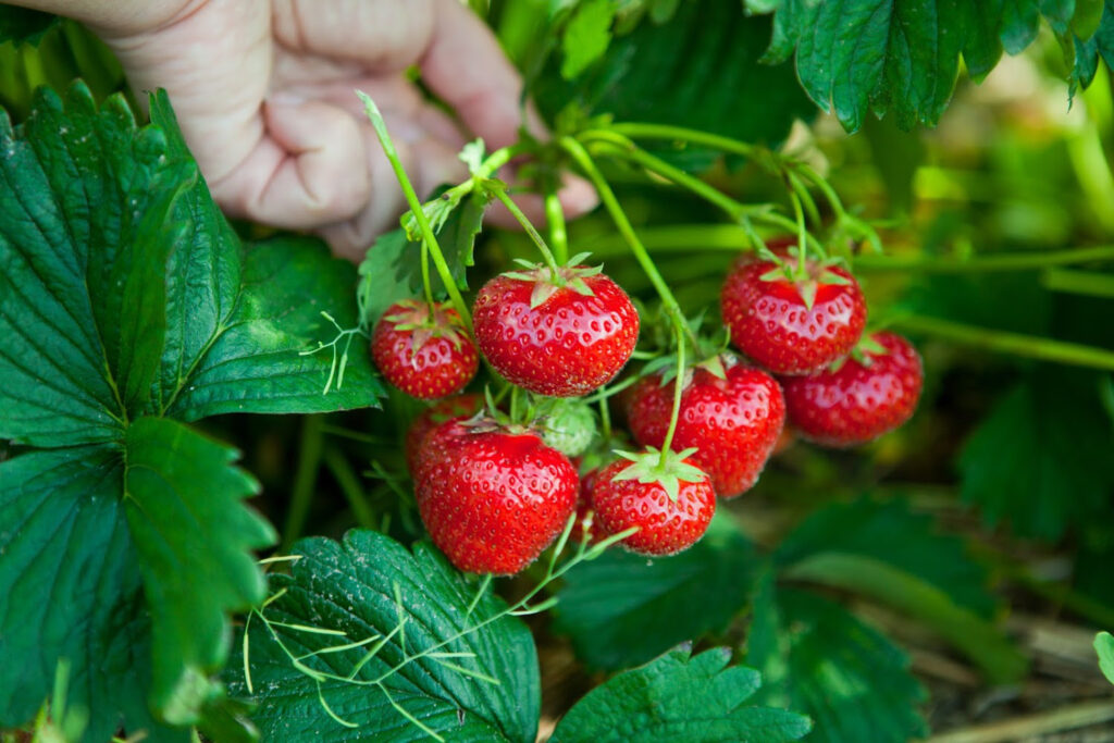 hand holding a patch of fresh red strawberries on the vine