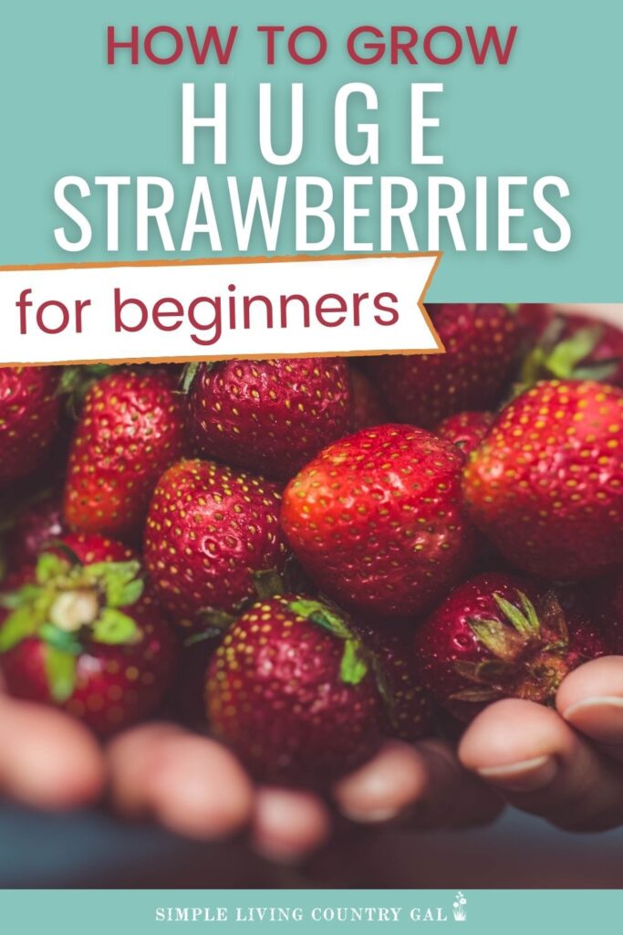 Growing strawberries for beginners