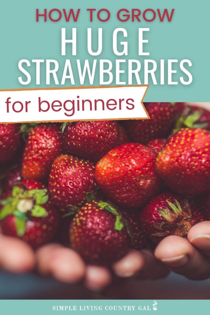 How to Grow Strawberries