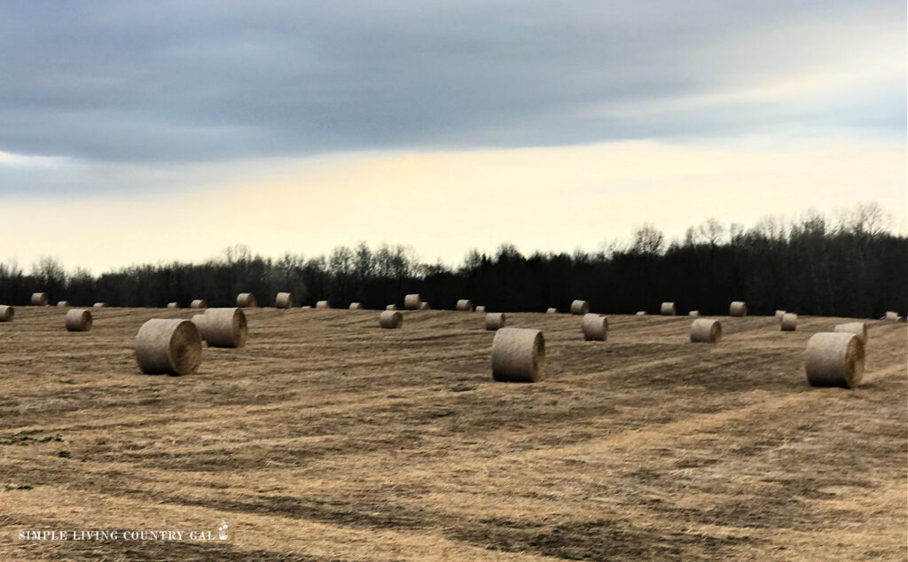 round hay bales in a spring pasture.