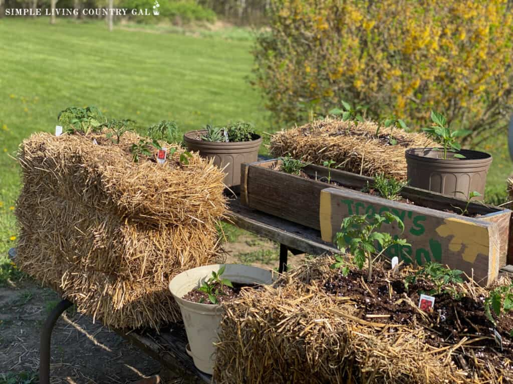 straw bales on a picnic table with vegetables growing out of them
