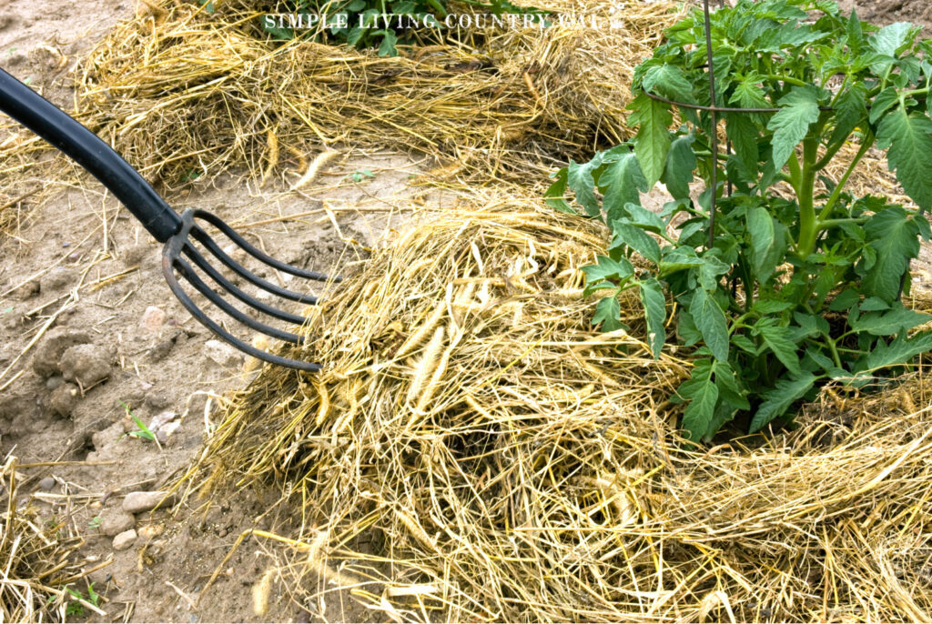 Hay fork covering the ground around tomato plants with straw mulch