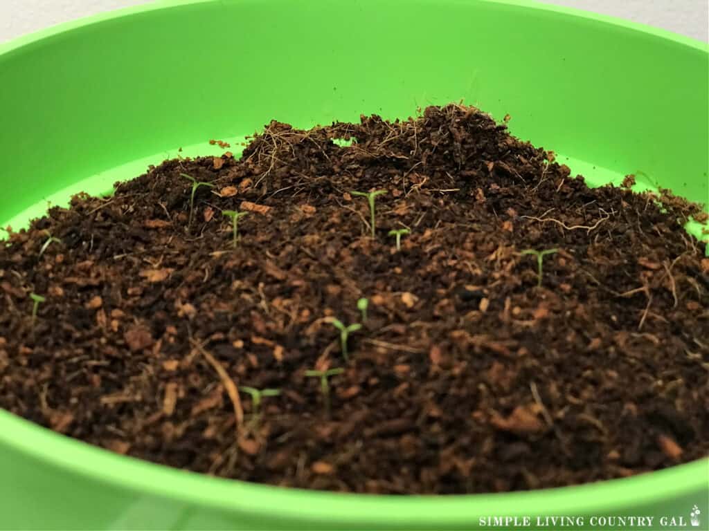 strawberry seedlings growing in a green container