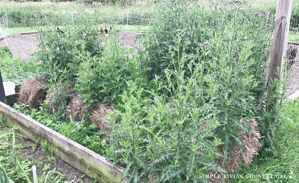 weeds growing in hay bales