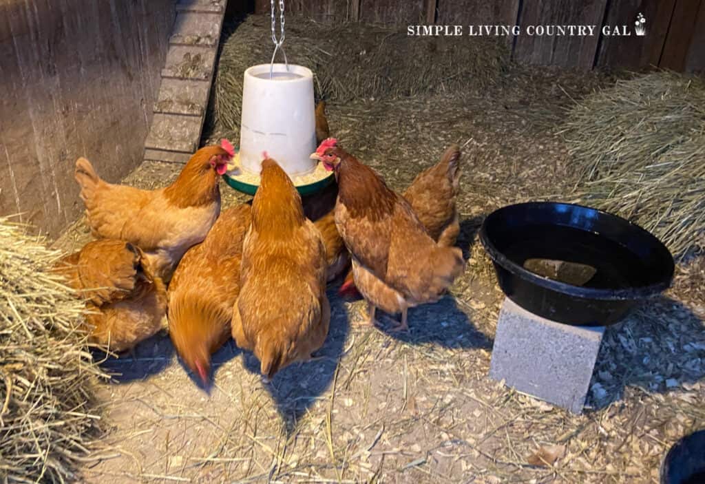 a group of golden chickens in a coop eating from a hanging feeder