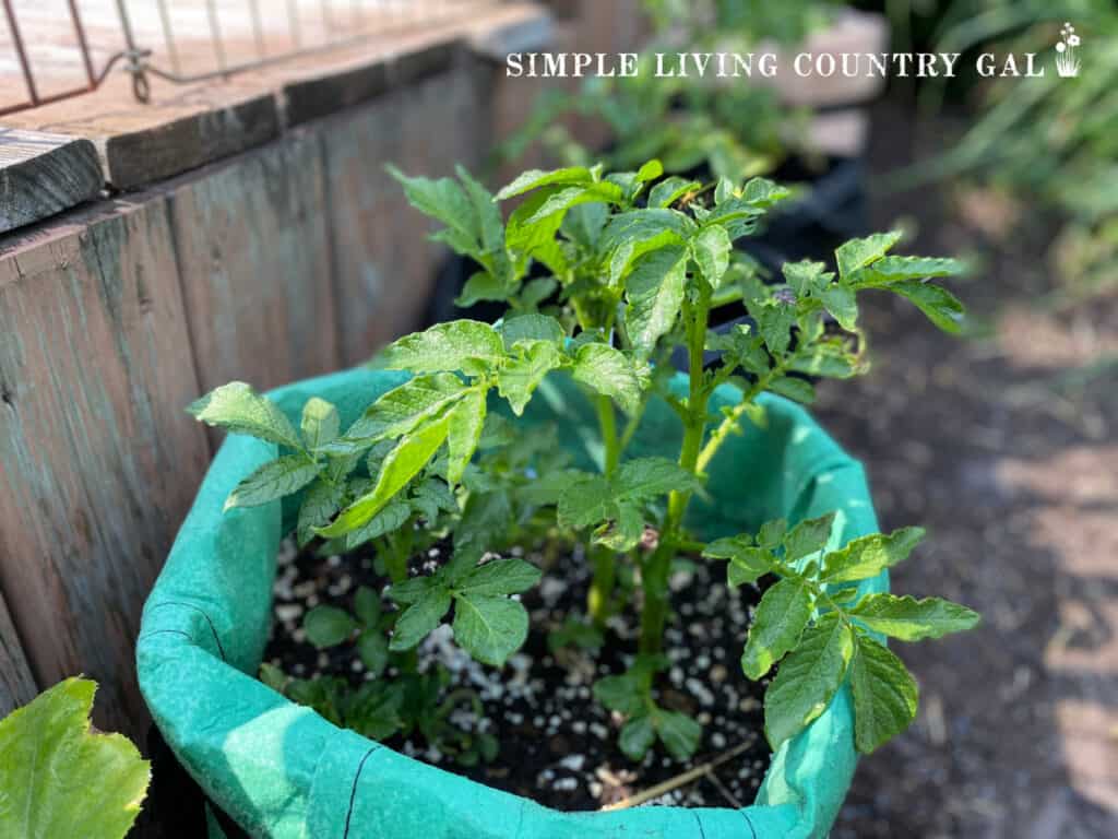 How to Grow Potatoes in Containers (Grow Bags) ~ Homestead and Chill