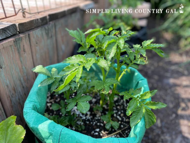 How to Grow Potatoes in Containers | Simple Living Country Gal