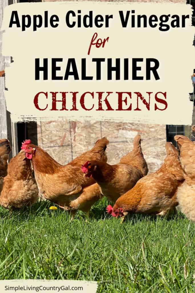 Apple cider vinegar for healthy chickens 